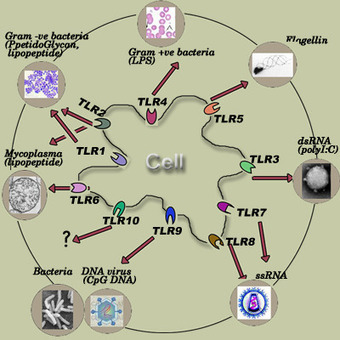 PRRDB: Pattern-recognition receptor database | Immunology for University Students | Scoop.it