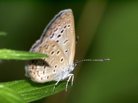 Des papillons mutants découverts près de Fukushima - Environnement - France Info | EntomoNews | Scoop.it