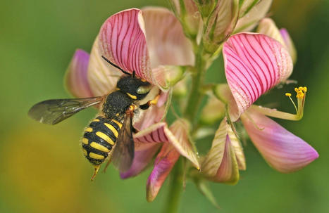 [Mooc] Bienvenue dans le monde des pollinisateurs ! | Biodiversité | Scoop.it