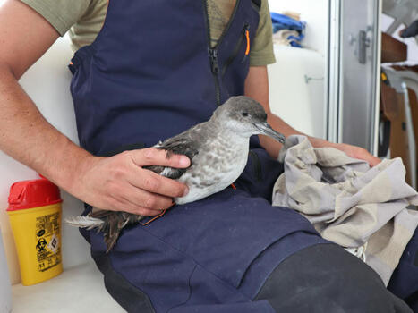 De nouvelles données sur le puffin des Baléares | Biodiversité | Scoop.it