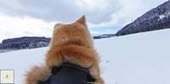 Sur Google Street View, une visite guid&eacute;e du Japon avec des chiens Akita | UseNum - Ressources p&eacute;dagogiques | Scoop.it