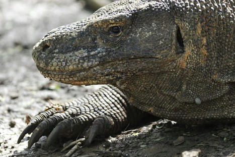 Komodo Dragons Are Lurching Toward Extinction | World Science Environment Nature News | Scoop.it