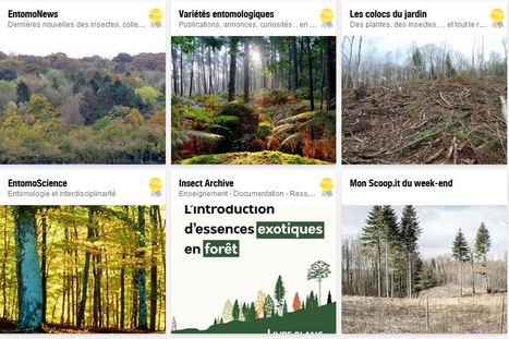 Assises de la forêt et du bois : un événement salué, mais les attentes restent fortes | EntomoNews | Scoop.it