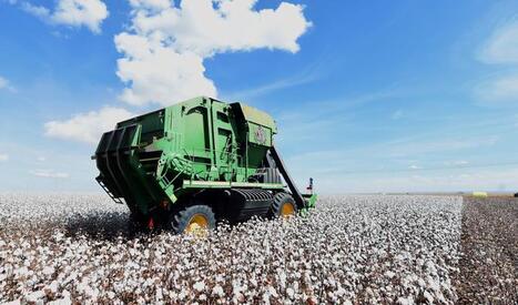 BR&Eacute;SIL : Le coton labellis&eacute; &laquo; durable &raquo; en plein boom&nbsp; | AM&Eacute;RIQUES | Scoop.it