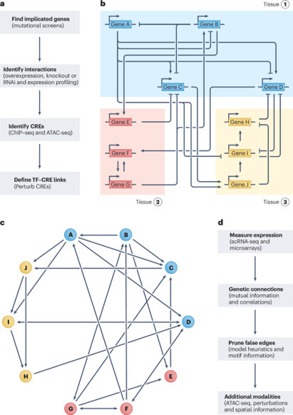 Gene regulatory networks: from correlative models to causal explanations | Nrg | RMH | Scoop.it