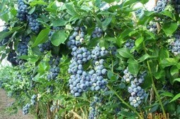 How To Grow Blueberry Bush In Your Garden | Blueberry Bush | Vintage Living Today For A Future Tomorrow | Scoop.it
