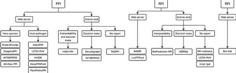 Accessibility in proteins and RNAs interactions prediction with machine learning: are we overlooking non-experts? | bft | RMH | Scoop.it