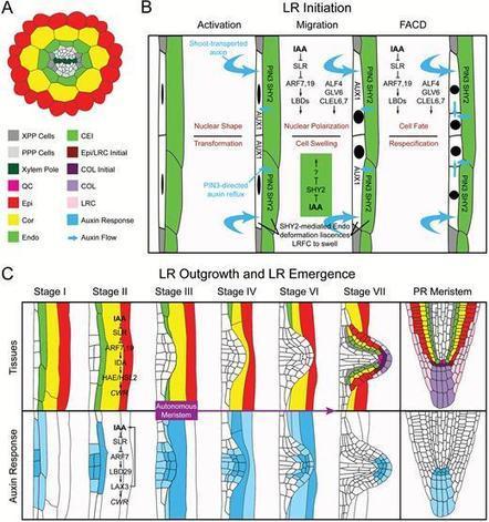 Lateral root formation and the multiple roles of auxin | Journal of Experimental Botany  | Plant Gene Seeker -PGS | Scoop.it