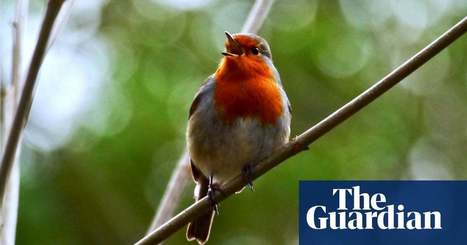 Country diary: there's nothing sentimental about the robin's song | Environment | The Guardian | Nature Flash | Scoop.it