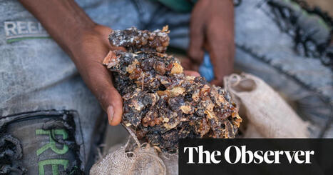 How the west’s wellness industry is driving Ethiopia’s frankincense trees towards extinction | Global development | The Guardian | International Economics: IB Economics | Scoop.it