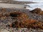 Kelp, cobble remain under San Clemente eco policy | Coastal Restoration | Scoop.it
