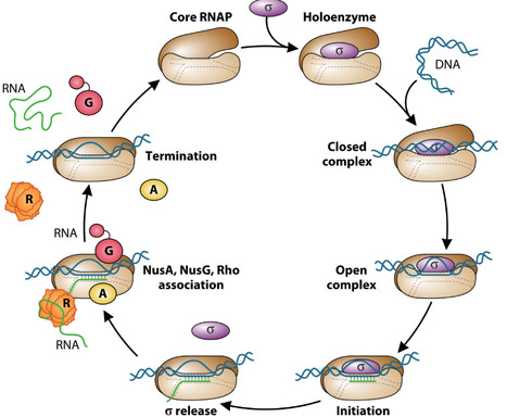 Applying the brakes to transcription: regulation of gene expression by RNA polymerase pausing | JBac | RMH | Scoop.it
