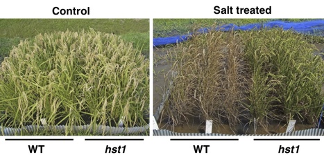 Nature Biotechnology: MutMap accelerates breeding of a salt-tolerant rice cultivar (2015) | MutMap | Scoop.it