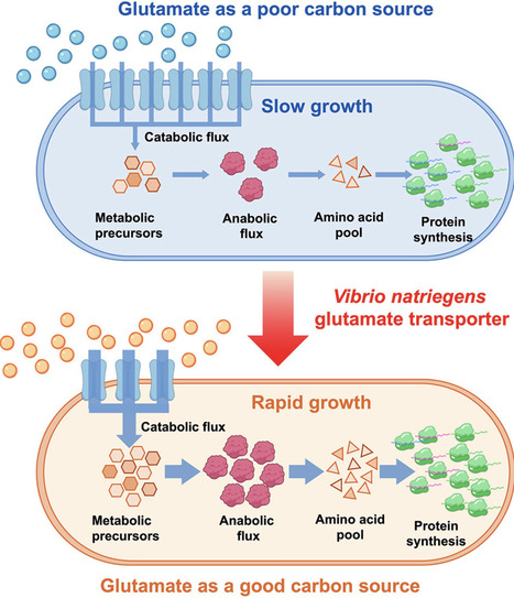 Heterologous expression of Vibrio natriegens transporters enhances the growth of Escherichia coli and Bacillus subtilis on glutamate | Cin | RMH | Scoop.it