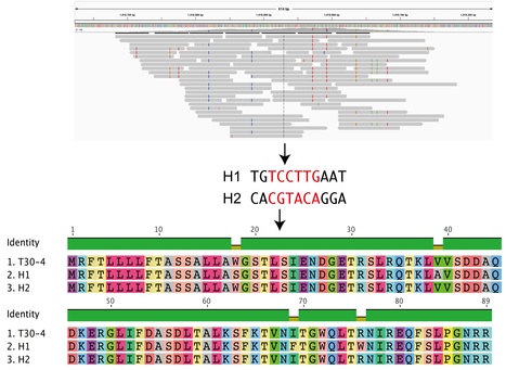 Frontiers: Computational analyses of ancient pathogen DNA from herbarium samples: challenges and prospects (2015) | Plant Pathogenomics | Scoop.it