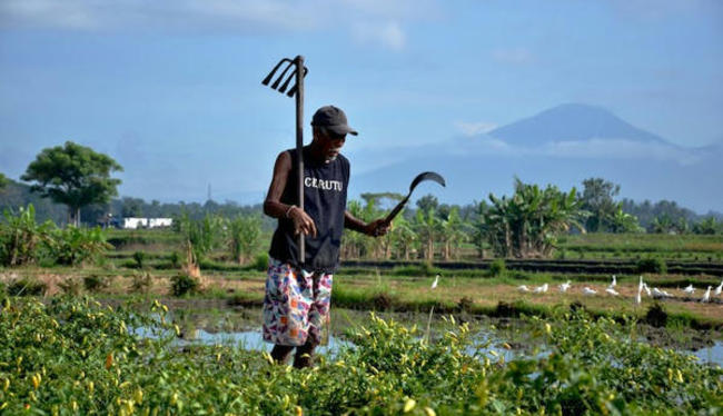 Les petits agriculteurs, grands oubliés des financements climatiques