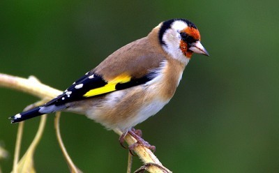 Les oiseaux peinent &agrave; s'adapter au r&eacute;chauffement climatique - notre-planete.info | Plan&egrave;te, Nature et Biodiversit&eacute; | Scoop.it