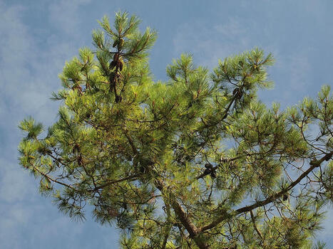 Pycnogenol – Does maritime pine bark extract live up to the hype? | Escepticismo y pensamiento crítico | Scoop.it