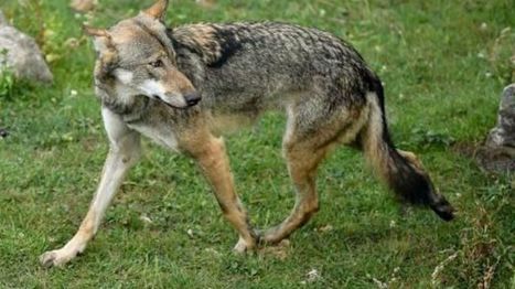Le loup des Hautes Fagnes baptisé Akela | Loup | Scoop.it