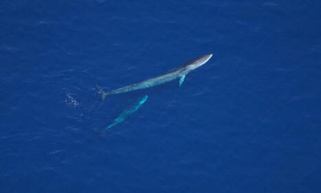 MA: Aquarium spots over a thousand animals in latest survey of Northeast Canyons monument | by Jim McCabe | CapeCod.com | @The Convergence of ICT, the Environment, Climate Change, EV and HEV Transportation & Distributed Renewable Energy | Scoop.it