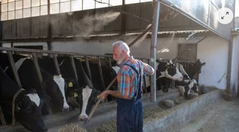 Retraite des éleveurs : l’optimiser en anticipant sa fin de carrière - Ouest France | Agriculture en Pays de la Loire | Scoop.it