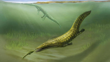 Lost fossils reveal sea monsters that took over after Earth&rsquo;s greatest extinction | Soggy Science | Scoop.it