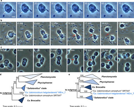 Candidatus Uabimicrobium helgolandensis, une bactérie planctomycète qui engloutit ses proies par phagocytose, dont la motilité dépend de la surface et qui se divise en cellules | EntomoNews | Scoop.it