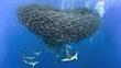 VIDEO: Blue heart of the planet -  "Coral Reefs: Underwater pharmacies" | OUR OCEANS NEED US | Scoop.it