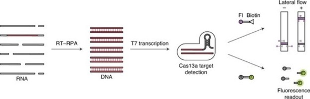 Clinical validation of a Cas13-based assay for ...