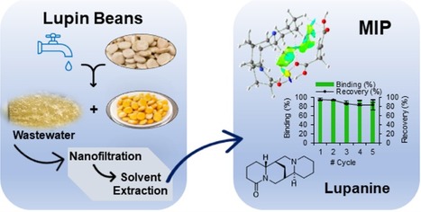 Greener Strategy for Lupanine Purification from Lupin Bean Wastewaters Using a Molecularly Imprinted Polymer | iBB | Scoop.it