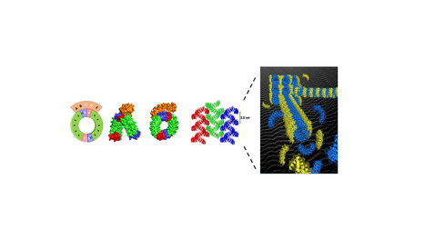 Self assembling structures from artificial proteins, or how to design protein origamis | I2BC Paris-Saclay | Scoop.it