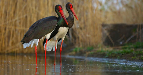 La cigogne noire : un oiseau très rare et en danger de retour en Bourgogne | Histoires Naturelles | Scoop.it