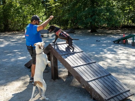 Good News In Essex County: Food Unites + Inspiring Teens + Unique Dog Park | Industry 411 - Waste Management | Scoop.it