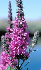 37 plants you DON'T want to grow! | Gardening Life | Scoop.it