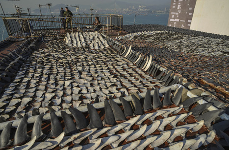 China's official crackdown on graft brings a happy New Year &ndash; for sharks | News-from-China | Scoop.it