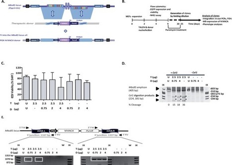 TALEN mediated gene editing in a mouse model of Fanconi anemia - Scientific Reports | TAL effector science | Scoop.it