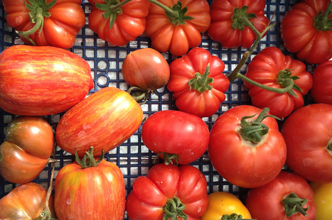 A guide to Italian tomatoes by Jamie Oliver | La Cucina Italiana - De Italiaanse Keuken - The Italian Kitchen | Scoop.it