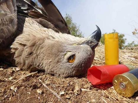Liban : Des observateurs internationaux constatent le massacre d’oiseaux protégés | Les oiseaux au gré du vent | Scoop.it