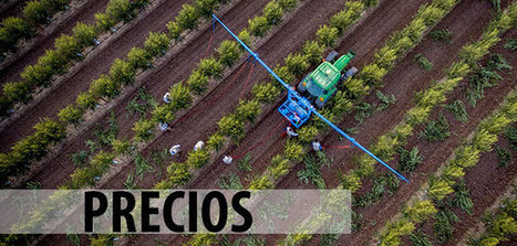 Análisis de la situación de los precios del aceite de oliva: causas, soluciones y previsiones | OLIVE NEWS | Scoop.it