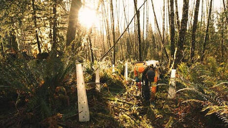 First Nations on Vancouver Island to manage 52,000 hectares of Clayoquot Sound forest&nbsp; | Indigenous Stories and Education | Scoop.it