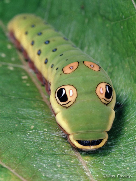 A fascinating caterpillar | Gardening Life | Scoop.it