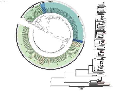 2018 LASV sequencing - Lassa virus | Virology News | Scoop.it