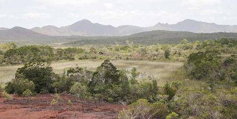 A la recherche de la biodiversité en Nouvelle-Calédonie : la vie invisible (4/5) | Biodiversité | Scoop.it