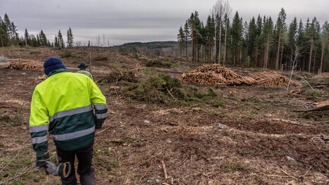 &rdquo;On aina nettoa, mit&auml; ei tarvitse muualle maksaa&rdquo;, sanoo savolaisis&auml;nt&auml; mets&auml;n uudistamiskuluista  - Mets&auml; | 1Uutiset - Lukemisen t&auml;hden | Scoop.it