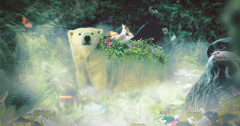 Luonto&shy;dokumentit k&auml;sittelev&auml;t yh&auml; useammin ymp&auml;rist&ouml;n ongelmia &ndash; David Attenboroughin roolin muutos muokkasi genre&auml; | Yle Luonto | Yle | 1Uutiset - Lukemisen t&auml;hden | Scoop.it