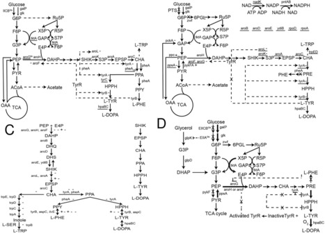 Biotechnological Advances in L-DOPA Biosynthesis and Production | BaB | RMH | Scoop.it