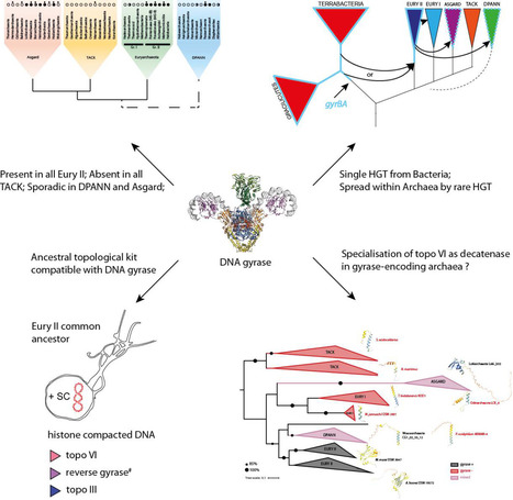 Expanded dataset reveals the emergence and evolution of DNA gyrase in Archaea | I2BC Paris-Saclay | Scoop.it