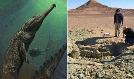 Découverte en Tunisie d’un fossile de crocodile marin géant | Les déserts dans le monde | Scoop.it