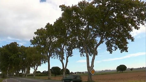 Abattage d'arbres en bord de route en Haute-Marne : le cri d'alarme de la Ligue pour la protection des oiseaux | Chiroptères | Scoop.it