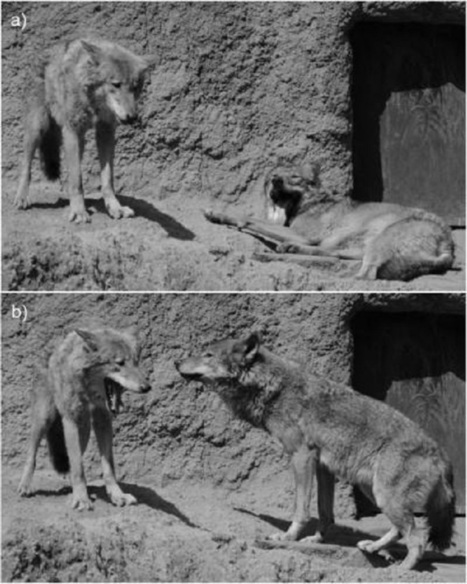 Wolves Feel Empathy? Yawning Study Suggests They Do | Empathy and Animals | Scoop.it
